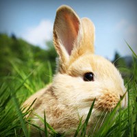 /album/salvandohuellasjm/photolia-a03-jpg/